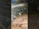 Seagull in the Nile Egyptian landscape