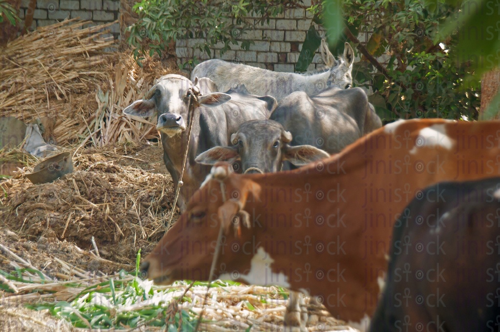 A farm in the Egyptian countryside with cattle, Cows and buffaloes