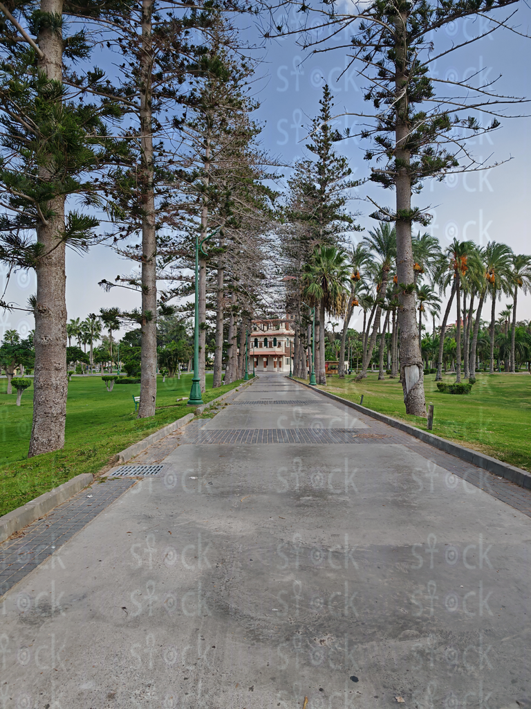 Royal Pathway Lined with Pines – Montaza Palace Alexandria