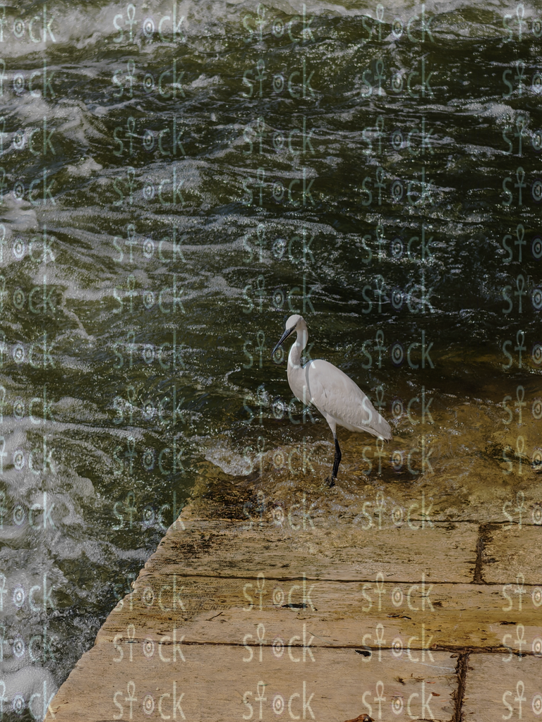 Egret on the nile