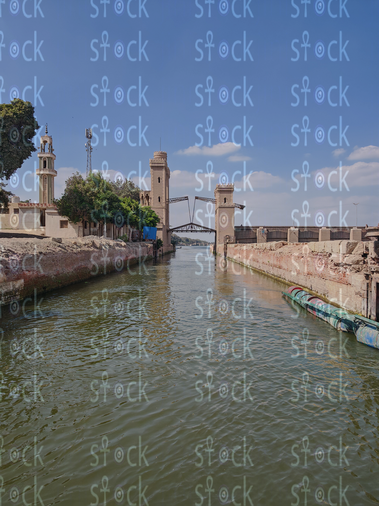 نخيل بجوار النهر