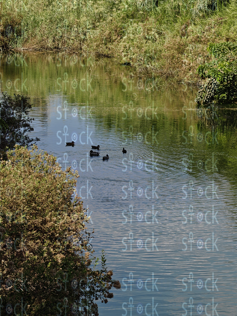 Peaceful River Flow