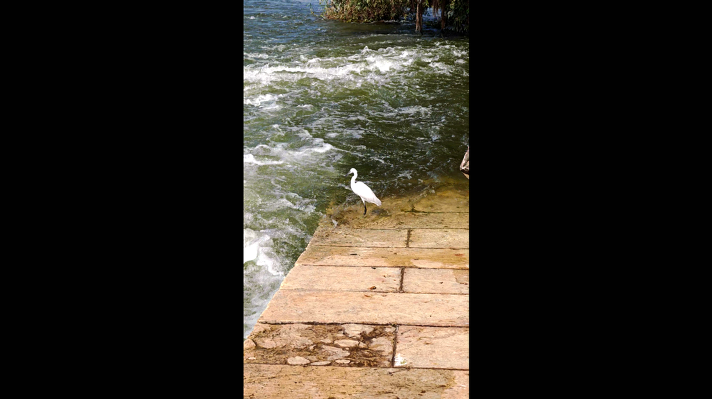Seagull in the Nile Egyptian landscape