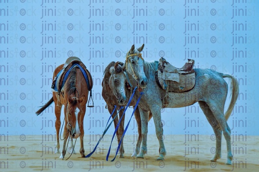 Three horses in the desert of Fayoum .. ثلاث خيول فى صحراء مصر