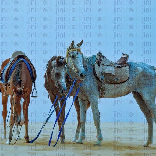 Three horses in the desert of Fayoum .. ثلاث خيول فى صحراء مصر