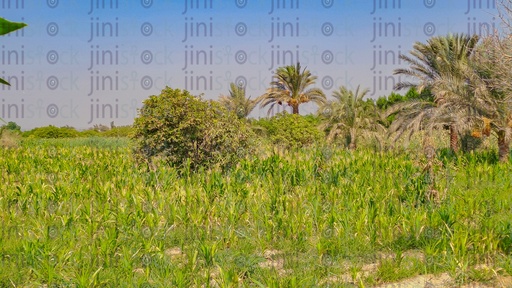 a Farm in the countryside in Egypt