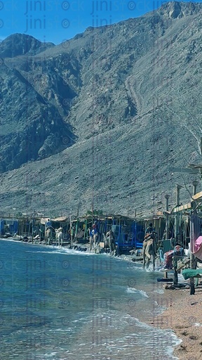 Camels walking on the three pools beach in Dahab, South Sinai Egypt.