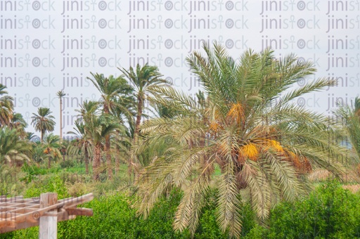 Palm trees, dates and trees in a farm in the Egyptian countryside