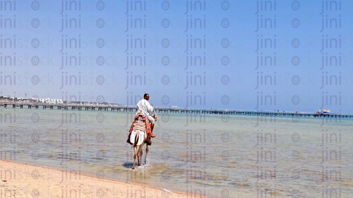 A man riding a camel in Sharm El Shiekh beach in the sea.